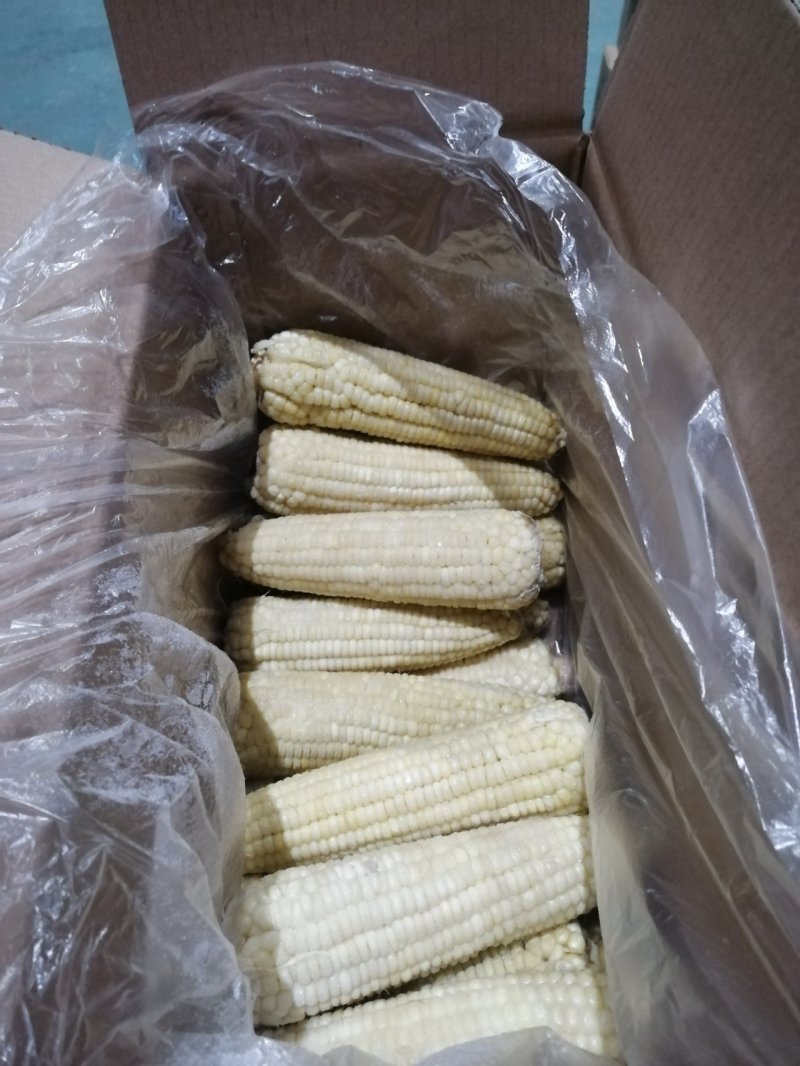 速冻玉米优质万糯大黄粘