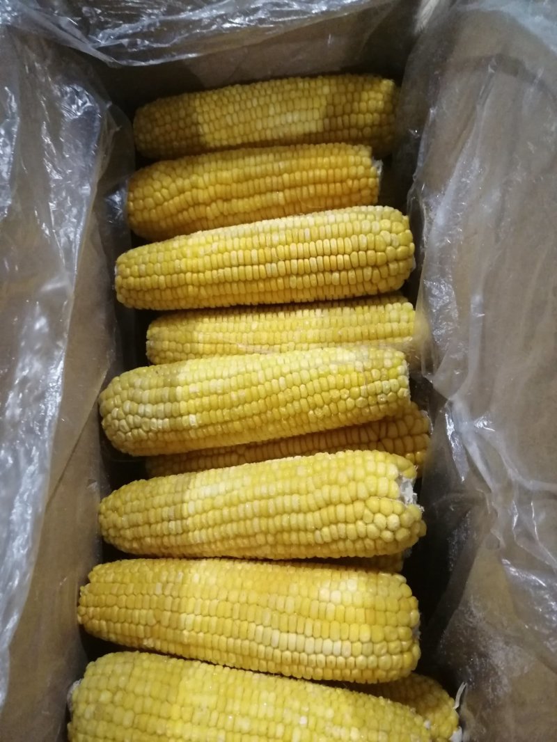 速冻玉米优质万糯大黄粘