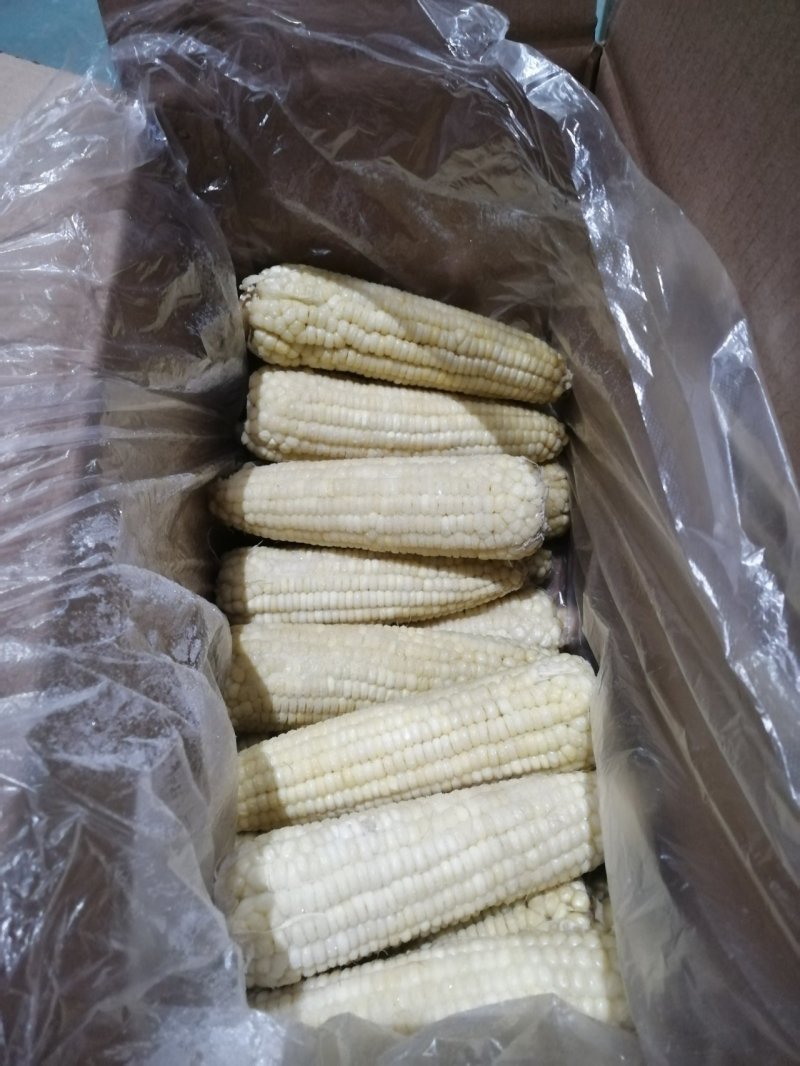 速冻玉米优质万糯大黄粘