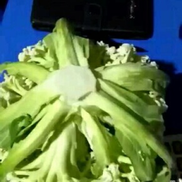 散花白面青梗，万亩农户，基地现货出售，需要的私聊当天价格