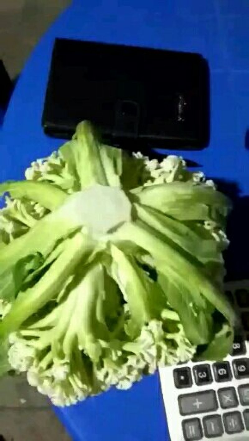 散花白面青梗，万亩农户，基地现货出售，需要的私聊当天价格