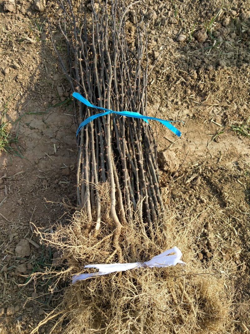 花椒树苗，大红袍花椒苗，狮子头花椒苗，九叶青花椒树苗