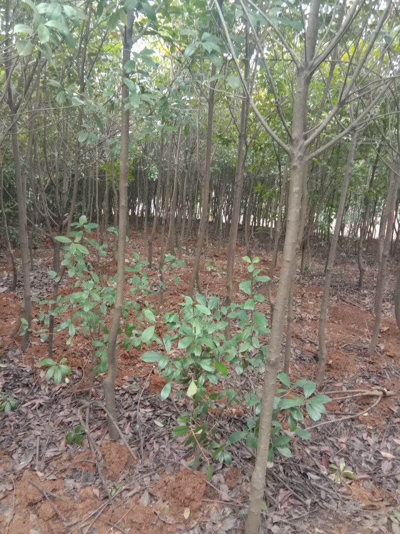高杆红叶石楠