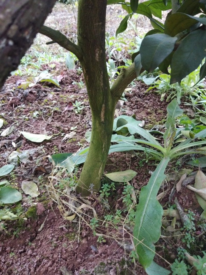 爱媛38大苗