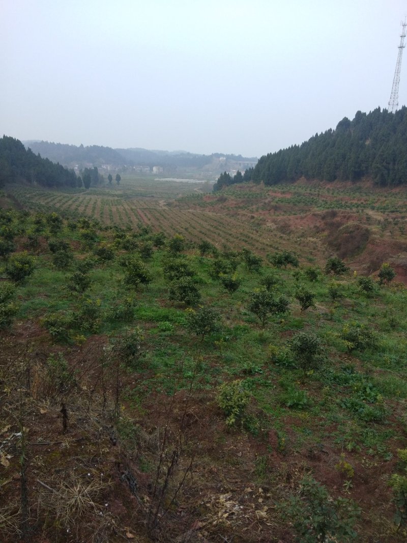 爱媛38大苗