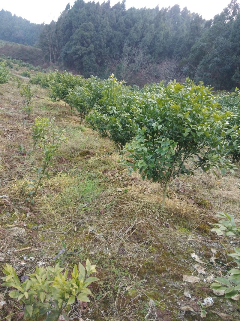 爱媛38大苗