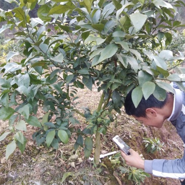 爱媛38大苗