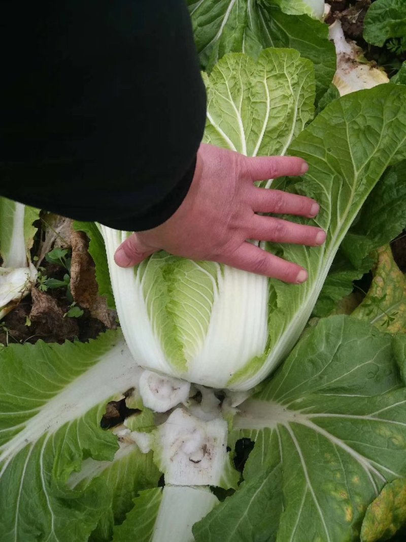 四川蔬菜基地直供成都简阳大白菜应季新鲜绿色