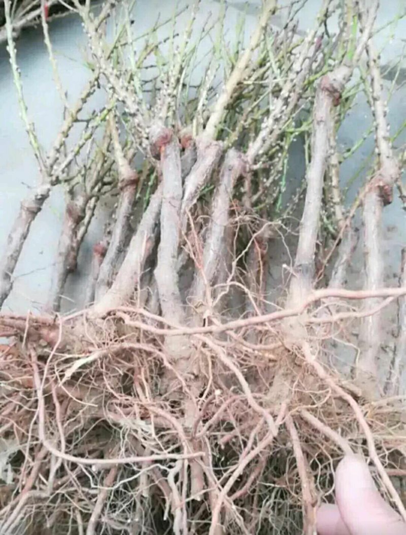 桃树盆景，树型优美，既可观赏，又兼顾吃果