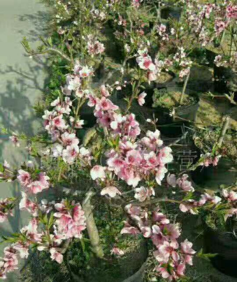 桃树盆景，树型优美，既可观赏，又兼顾吃果