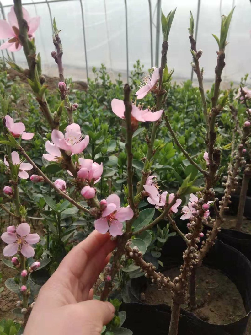 桃树盆景，树型优美，既可观赏，又兼顾吃果