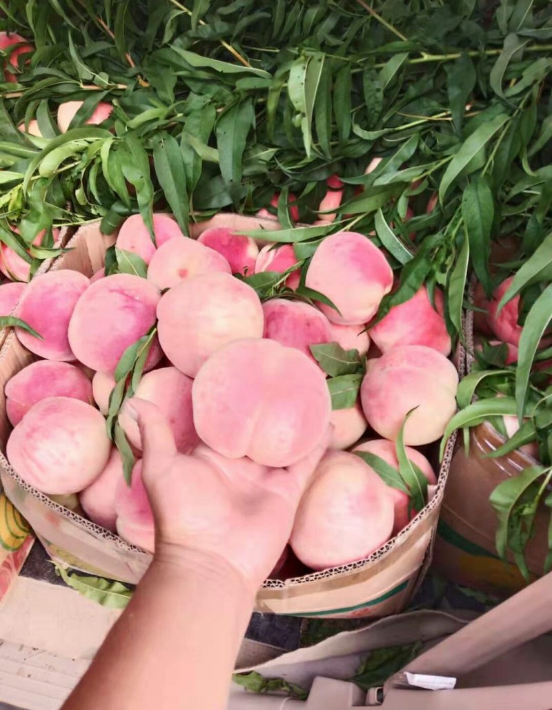 嫁接桃树苗，自家苗圃种植，见果采接穗品种正宗