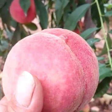 嫁接桃树苗，自家苗圃种植，见果采接穗品种正宗