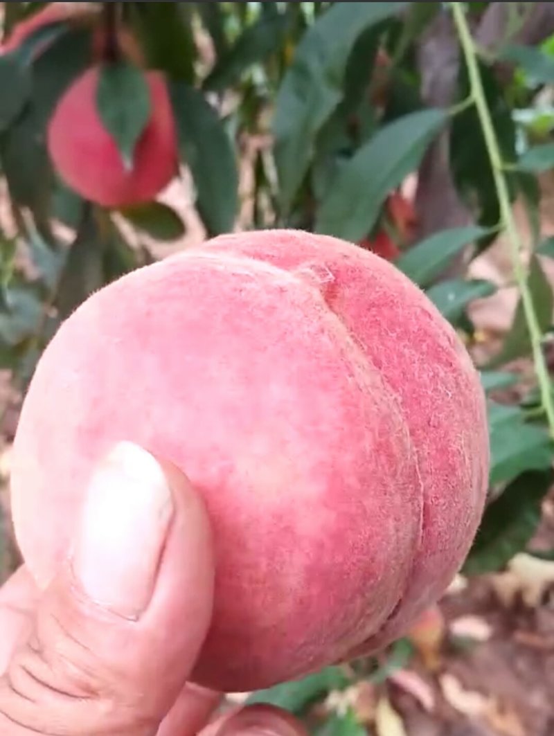 嫁接桃树苗，自家苗圃种植，见果采接穗品种正宗