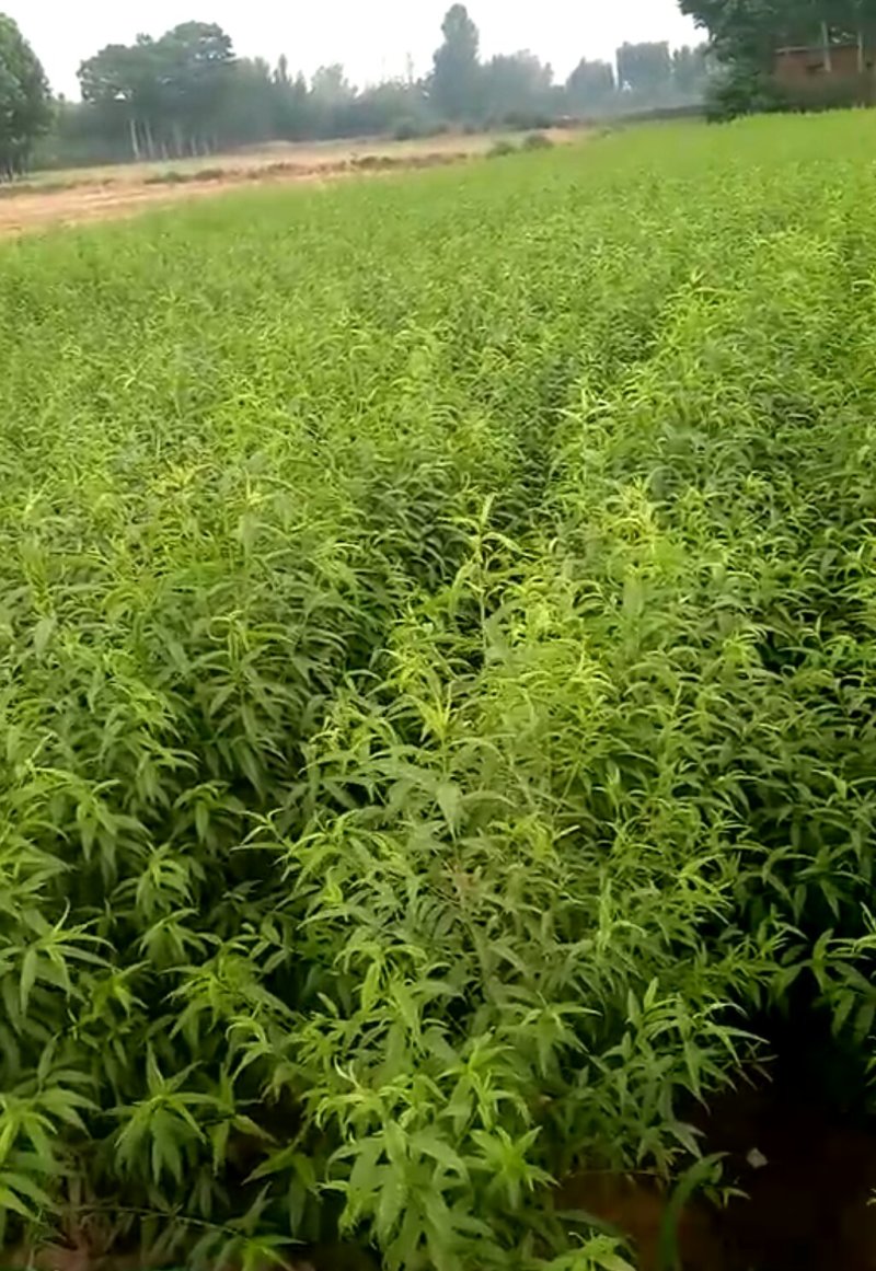 嫁接桃树苗，自家苗圃种植，见果采接穗品种正宗