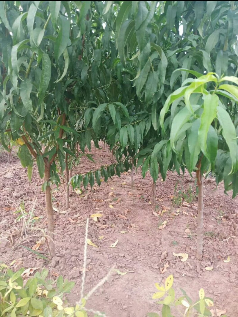 嫁接桃树苗，自家苗圃种植，见果采接穗品种正宗
