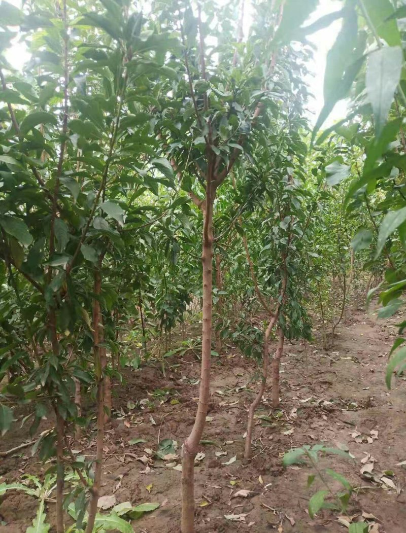 嫁接桃树苗，自家苗圃种植，见果采接穗品种正宗