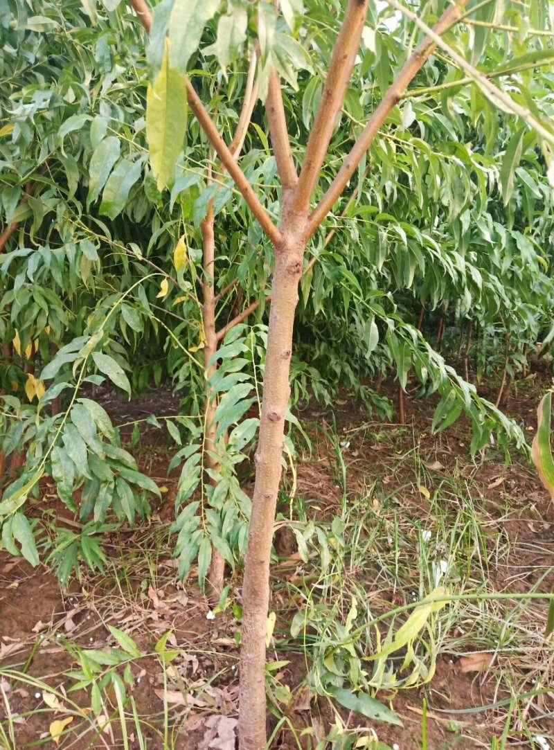 嫁接桃树苗，自家苗圃种植，见果采接穗品种正宗