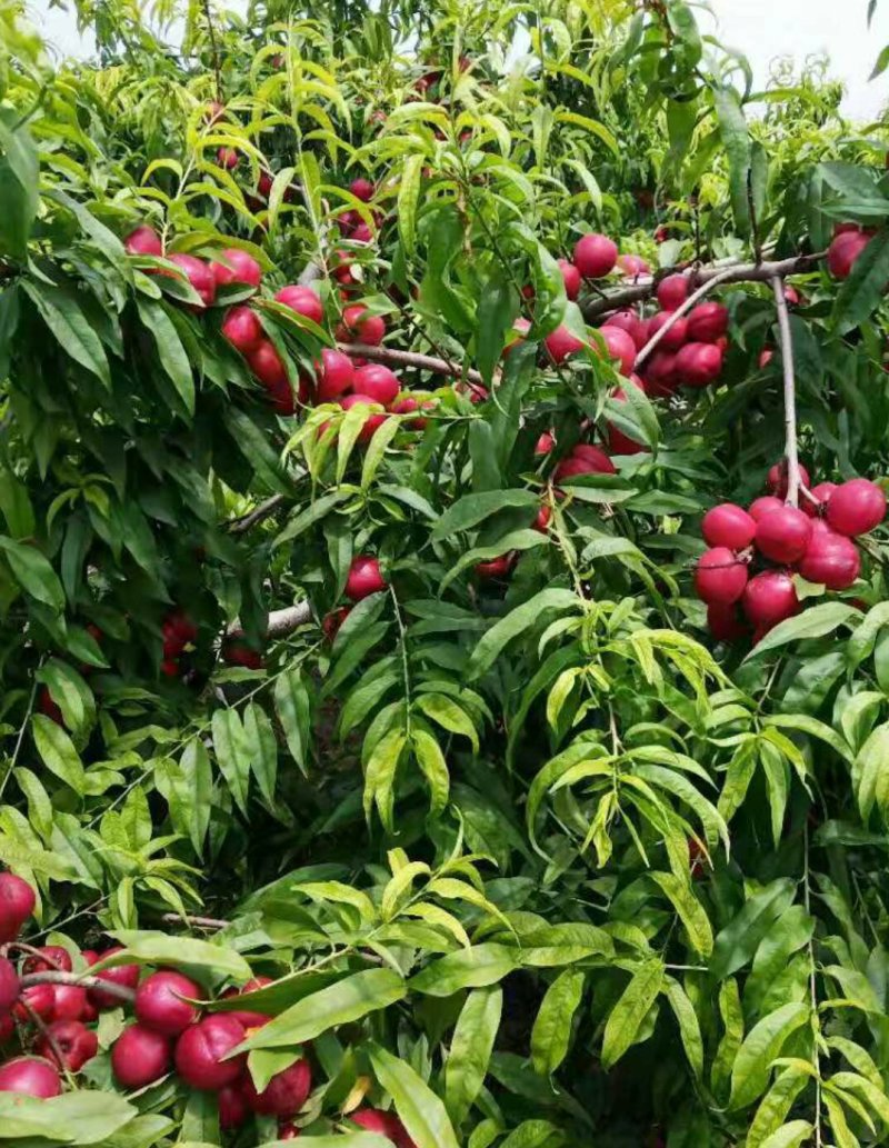 嫁接桃树苗，自家苗圃种植，见果采接穗品种正宗