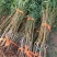 嫁接桃树苗，自家苗圃种植，见果采接穗品种正宗