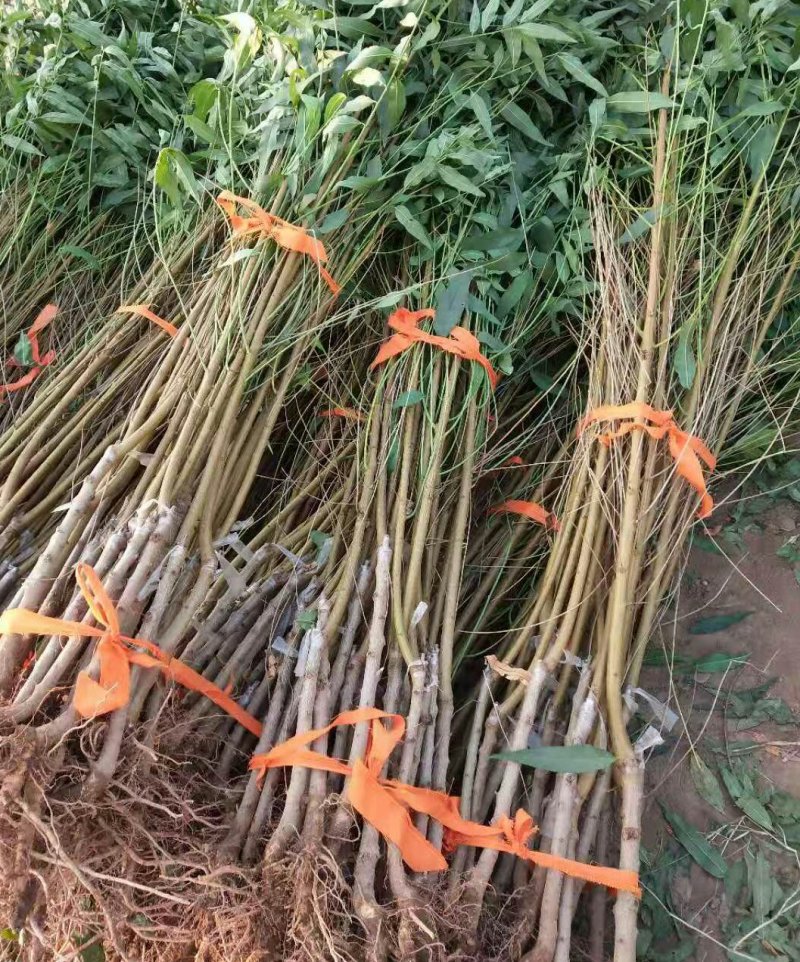 嫁接桃树苗，自家苗圃种植，见果采接穗品种正宗