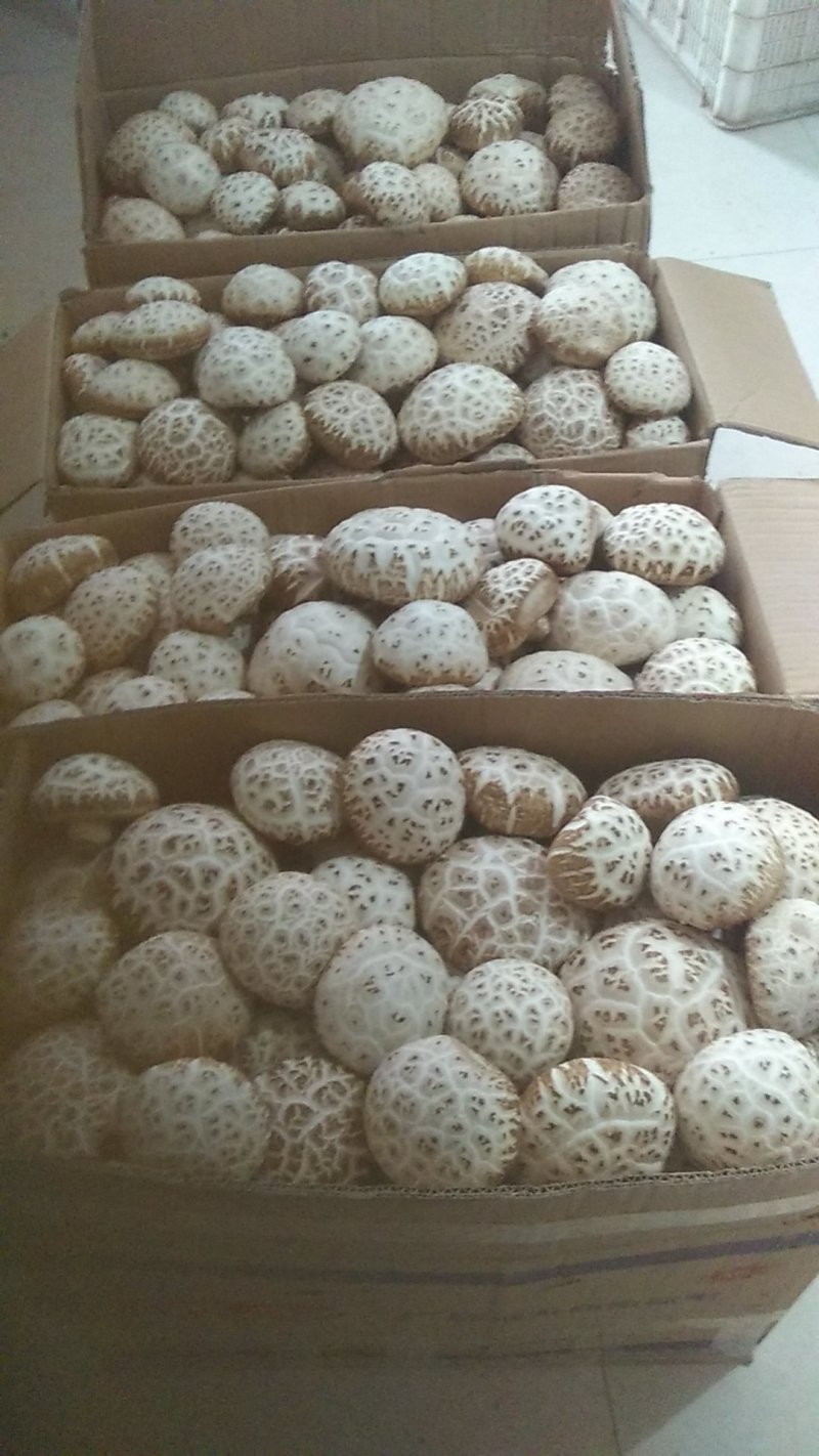 大花菇鲜菇