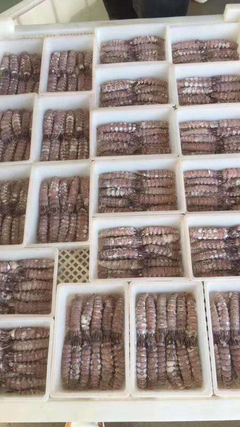 原浆熟冻爬虾肉净重250克冷冻水产虾姑肉
