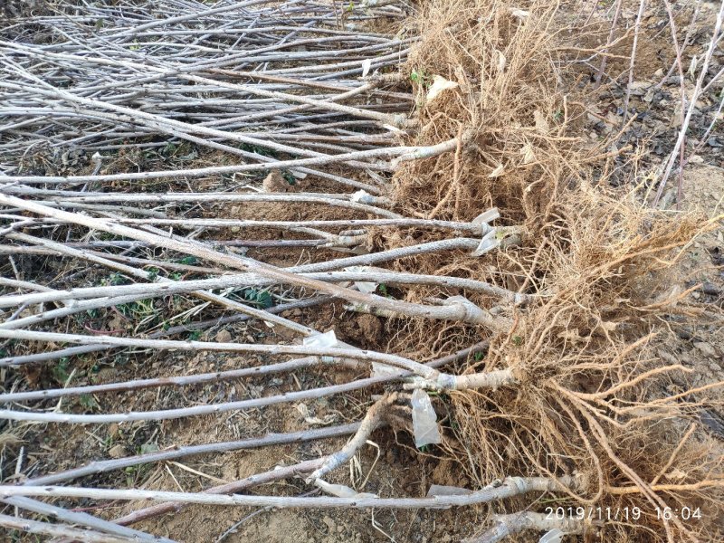 黄蜜樱桃苗大黄蜜大樱桃树苗车厘子苗黄水晶车厘子大樱桃苗