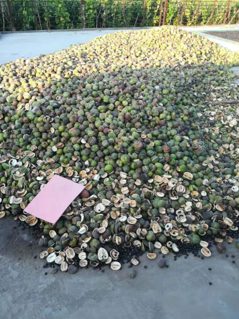 文冠果种子可榨油可绿化行道树种子