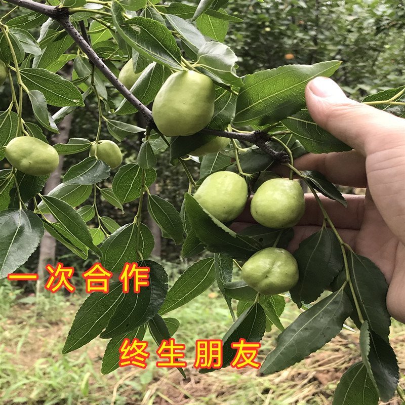 梨枣树苗大枣苗南北方种植枣树苗品种枣树苗果树苗