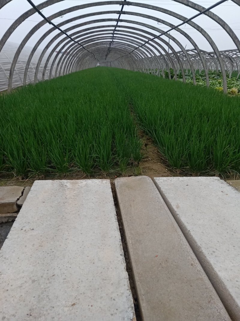 新洲李集小香葱大棚种植现挖现发大量供应