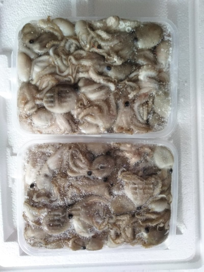 八爪鱼新鲜速冻发货优质八爪鱼
