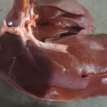 猪肝鲜货肥猪肝