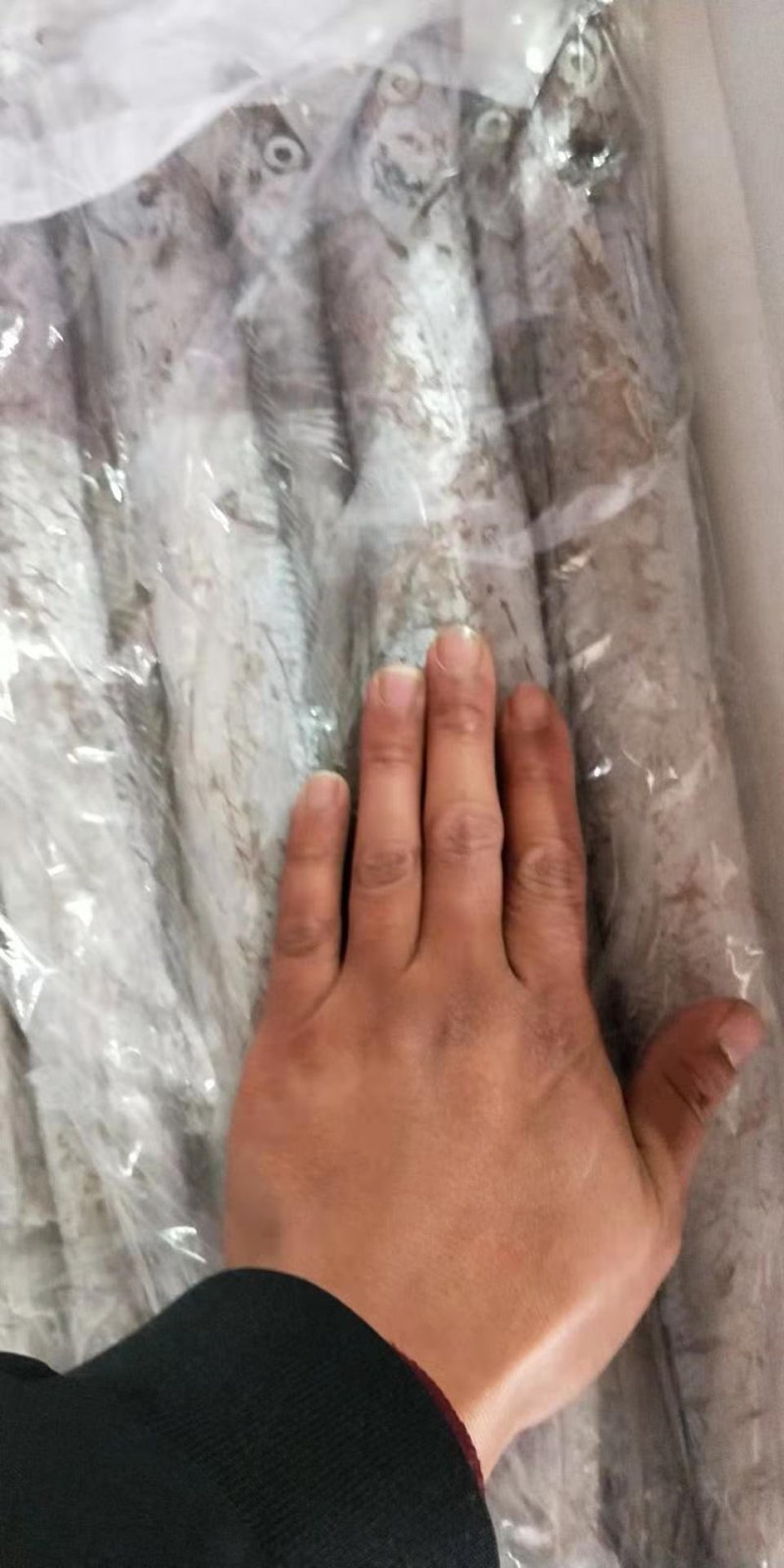 批发野生刀鱼