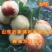 子弹头枣树苗新品种枣树苗南北方种植品种枣树苗