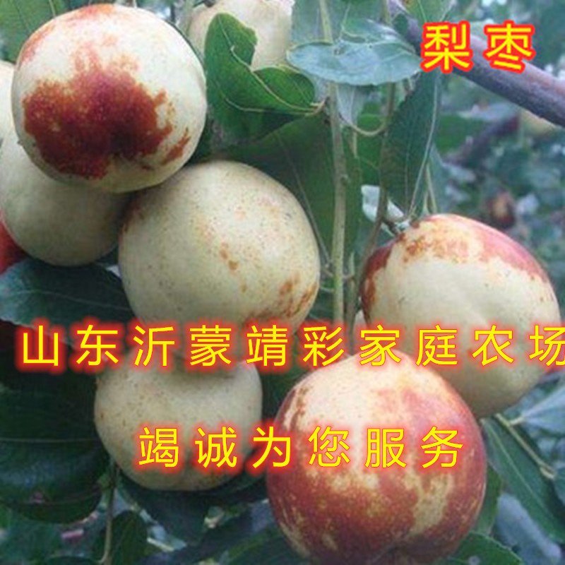 子弹头枣树苗新品种枣树苗南北方种植品种枣树苗