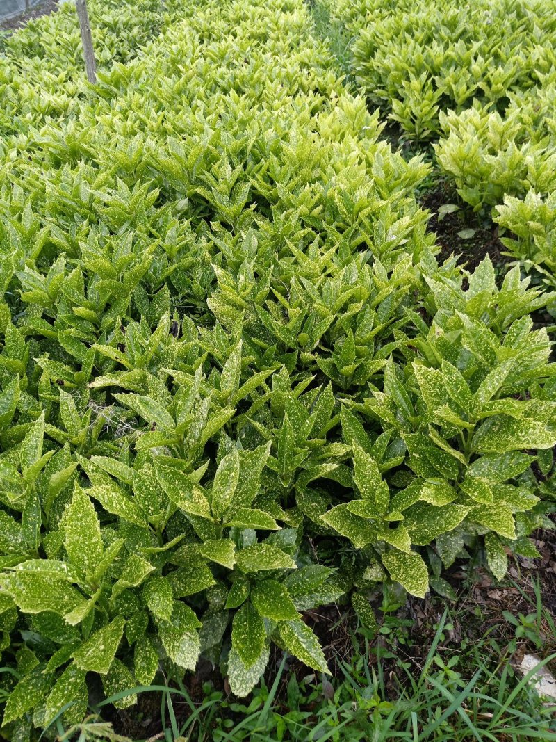 洒金珊瑚绿化苗量大从优