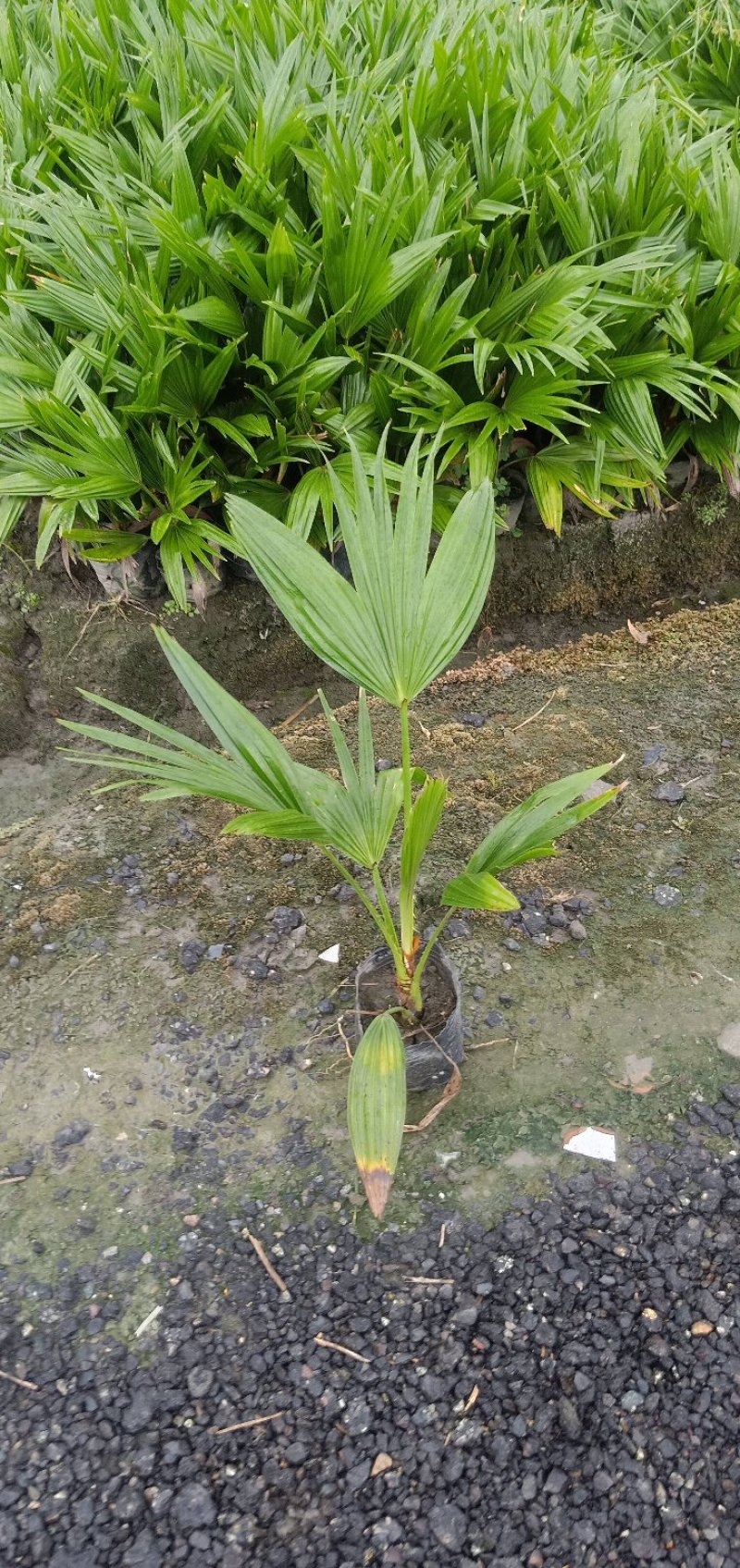 蒲葵景观苗木绿化工程苗视频看货实地考察