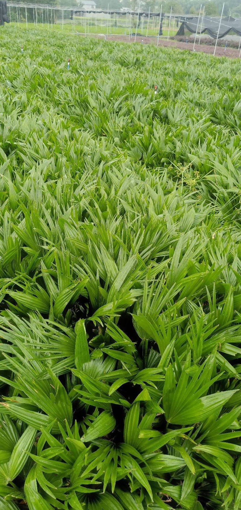 蒲葵景观苗木绿化工程苗视频看货实地考察