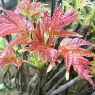 香椿，品种齐全，品质量好