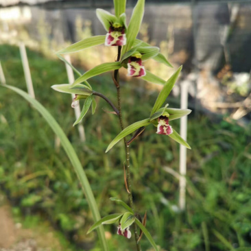 兰草寒兰有好货冬季开花