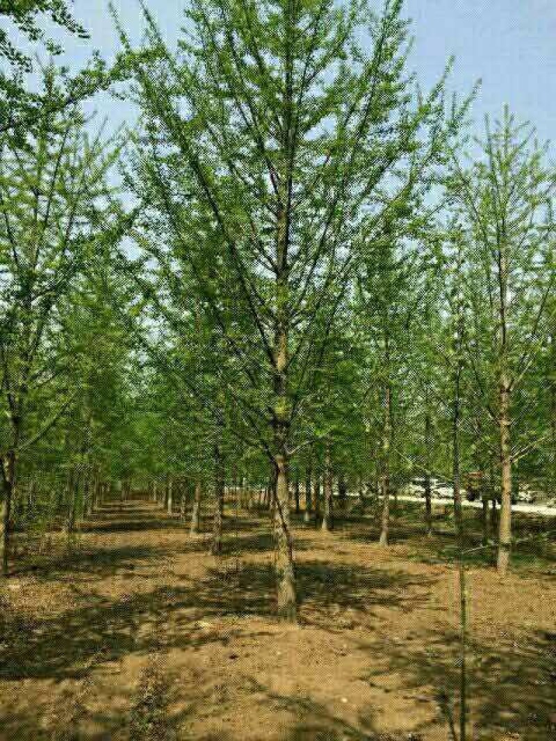 银杏树/白果树一手货源数量大，树形优美，