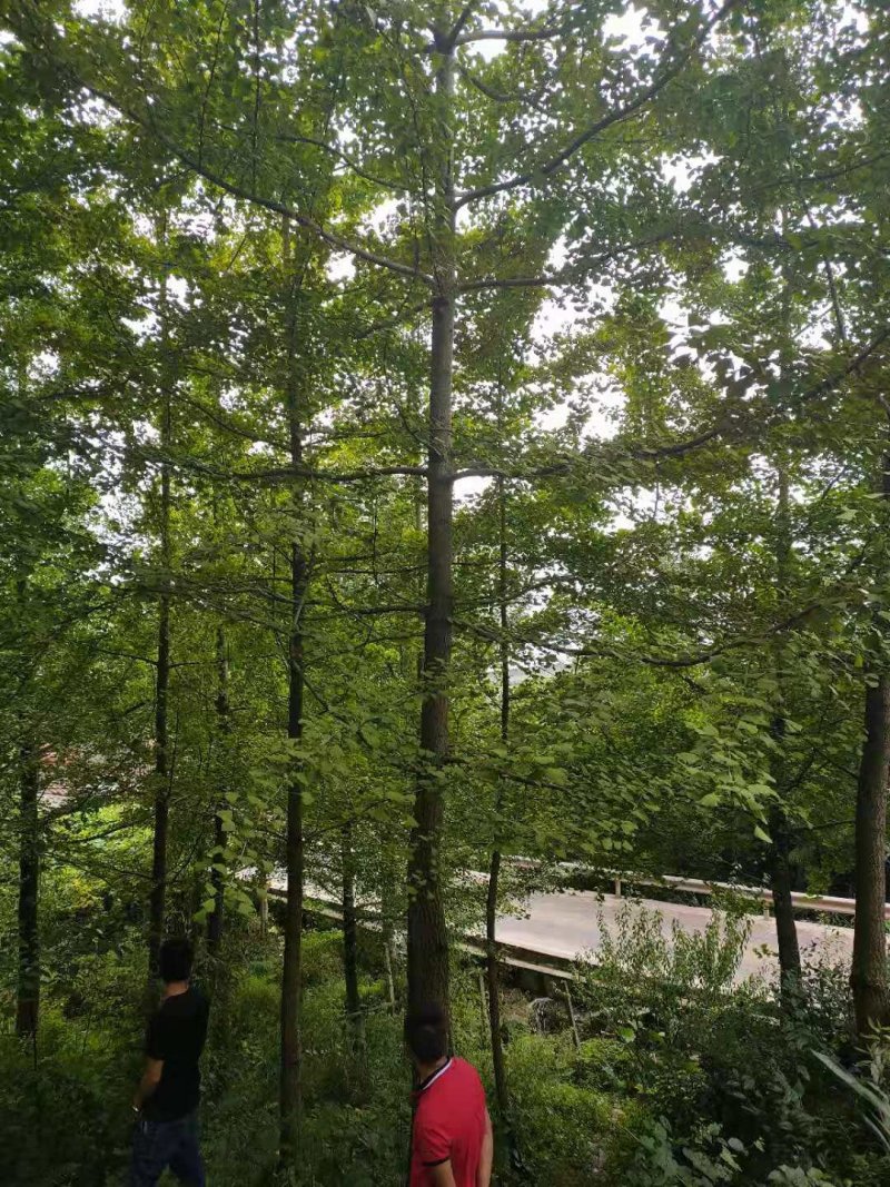 银杏树/白果树一手货源数量大，树形优美，