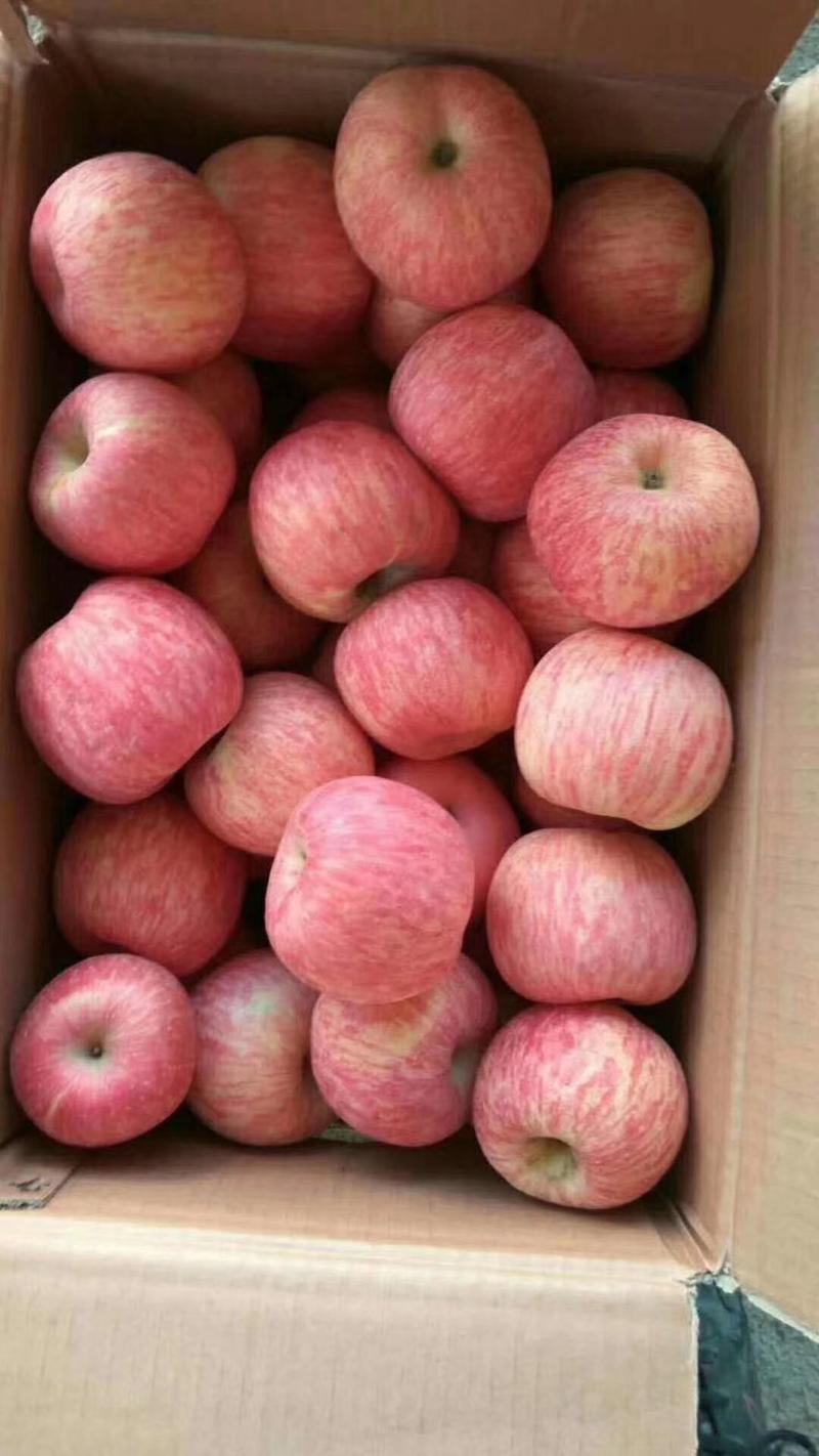 精品红富士苹果纸袋膜袋货源充足产地直销价格低