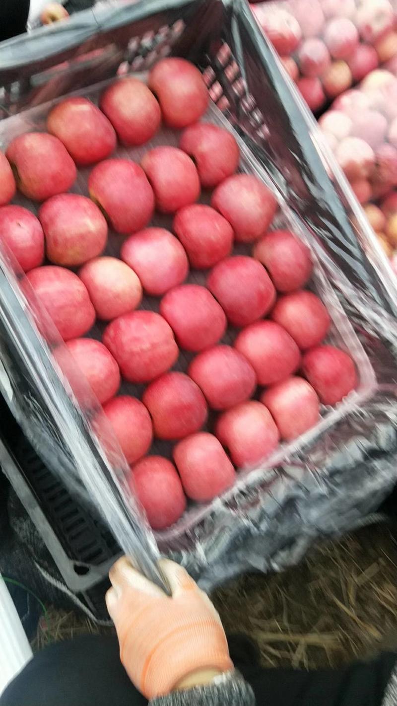 精品红富士苹果纸袋膜袋货源充足产地直销价格低
