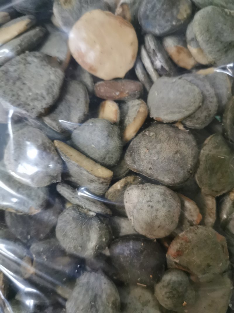 广西木鳖子木鳖子仁包邮发货产地直发常年现货供应