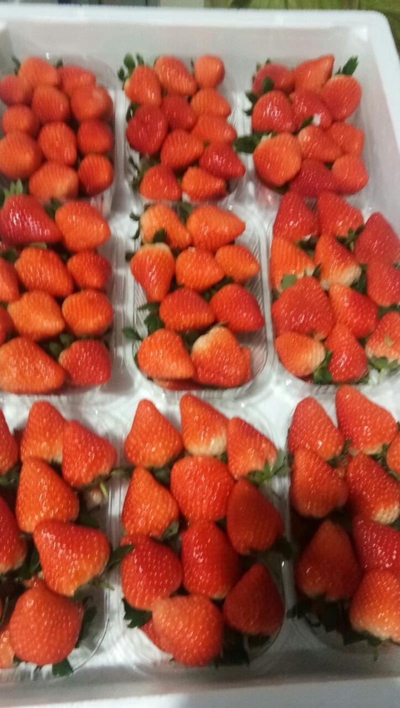 草莓甜宝草莓大量有货保质保量诚信为本合作共赢