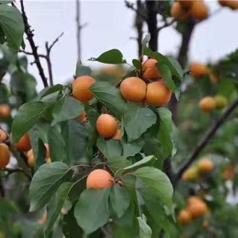 （热销杏树苗）特大甜杏嫁接树苗基地直销现挖现卖南北方种植