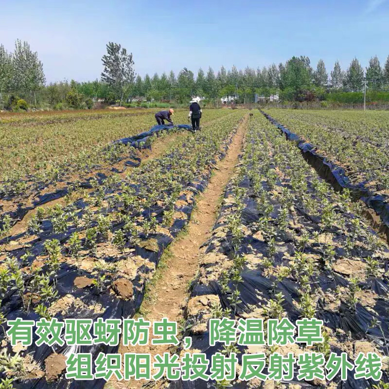 黑色除草地膜黑地膜除草效果不错可定做