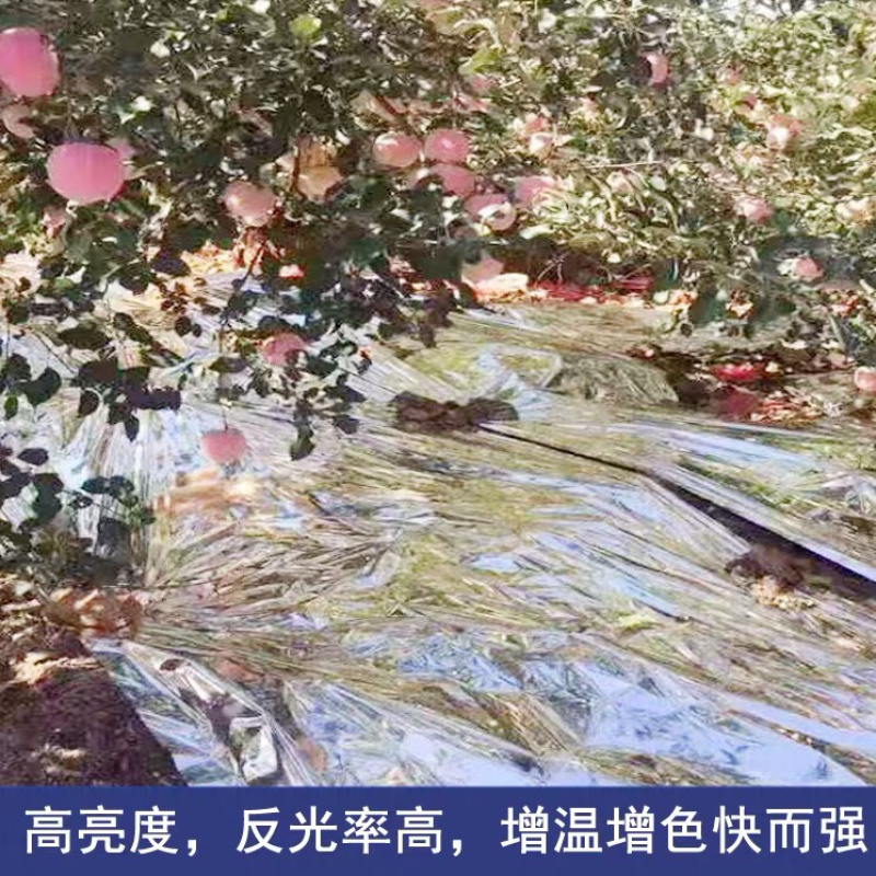 果树反光膜】打孔反光效果好大棚温度苹果反光
